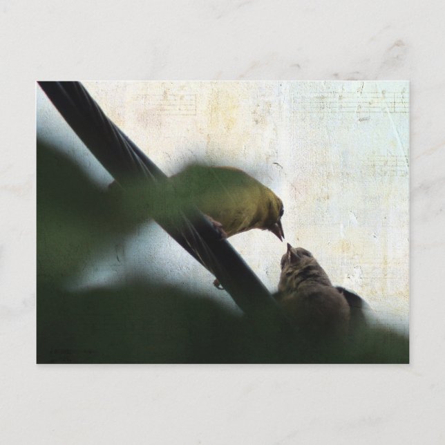 Carte Postale Goldfinch Nourrit Chick (Devant)
