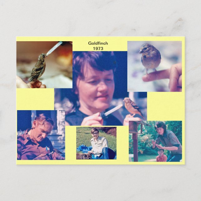 Carte postale Goldfinch Story 1973 (Devant)