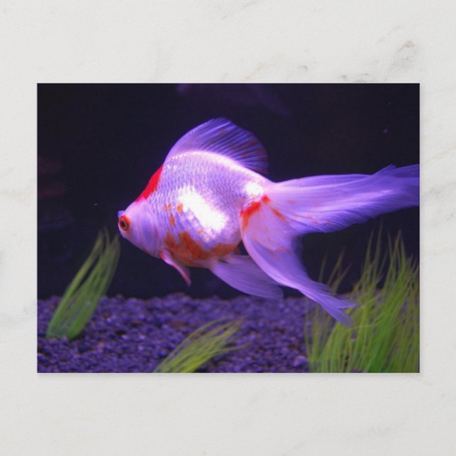 Carte postale Goldfish (Devant)