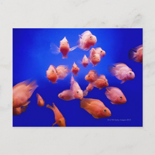 Carte Postale Goldfish 2 (Devant)