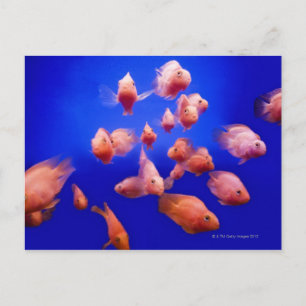 Carte Postale Goldfish 2