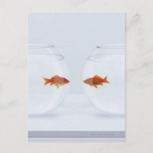 Carte Postale Goldfish in separate fishbowls looking face to
