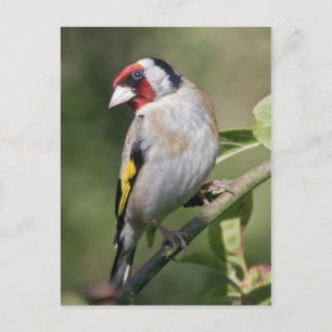 Carte postale Goldie