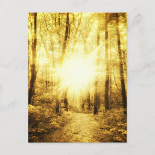CARTE POSTALE GOLDSUN2