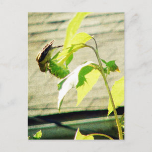 Carte Postale Golfinch et tournesol