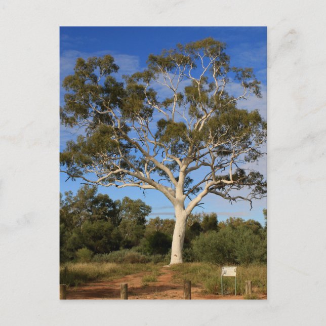 Carte Postale Gomme fantôme, Outback Australie (Devant)