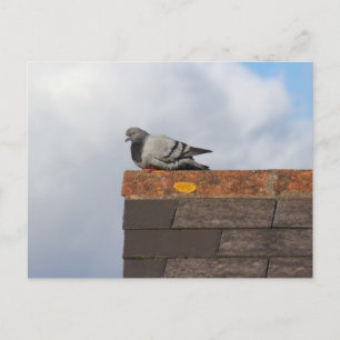 Carte Postale Good Morning Pigeon