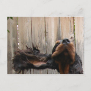 Carte postale Goofy Gordon Setter