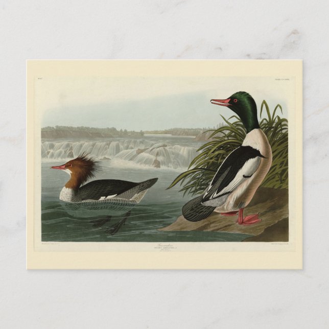 Carte Postale Goosander (Merganser commun) Oiseaux d'Audubon (Devant)