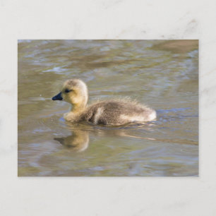 Carte Postale Goose Gosling Canada