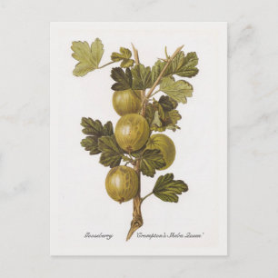 Carte Postale Gooseberry 'Crompton's Sheba Queen'