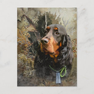 Carte Postale Gordon Setter