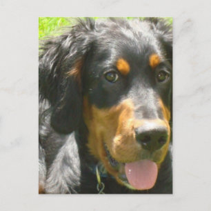Carte postale Gordon Setter Dog