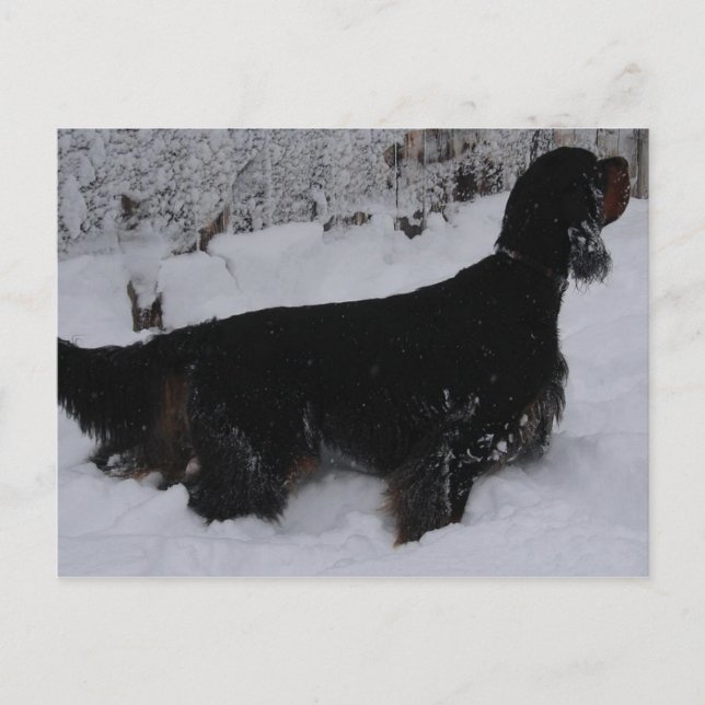 Carte postale Gordon Setter Photo (Devant)