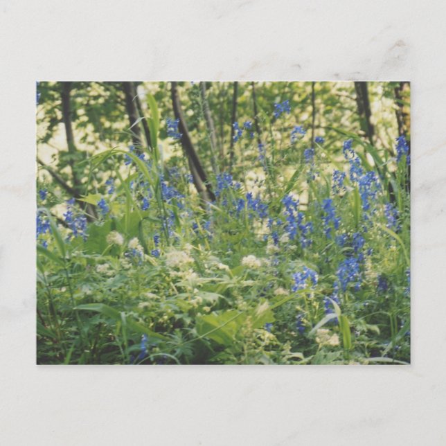 Carte Postale Gorge du fleuve Columbia (Devant)