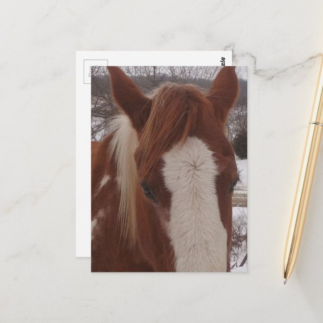 Carte Postale Gorgeous Winter Paint Horse Mare (Devant/Arrière en situation)