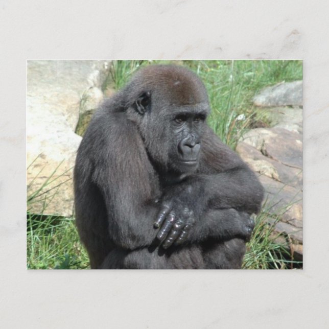 Carte postale Gorila Sitting (Devant)
