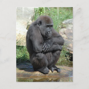 Carte postale Gorila Sitting