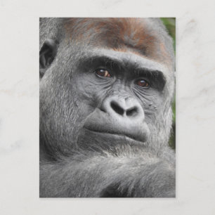 Carte Postale Gorilla
