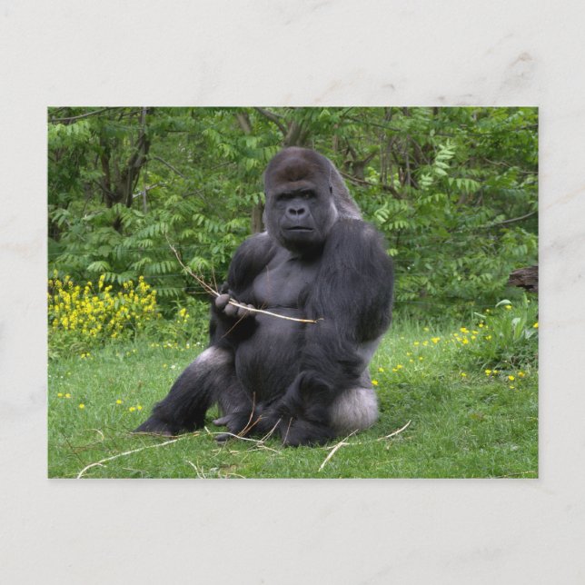 Carte Postale Gorilla (Devant)
