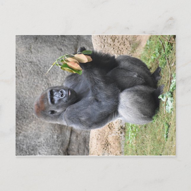 Carte postale Gorilla (Devant)