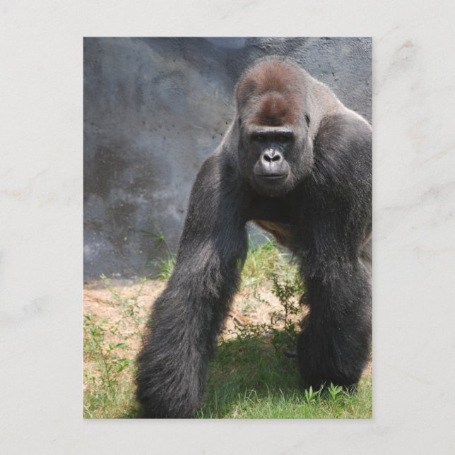 Carte postale Gorilla (Devant)