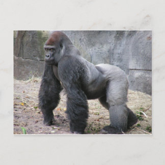 Carte Postale Gorilla