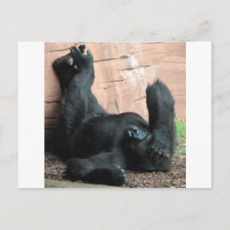 CARTE POSTALE GORILLA