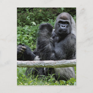 Carte Postale Gorilla Ape Primate Faune Animale Photo