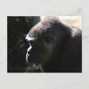 Carte Postale Gorilla des basses terres de l'Ouest