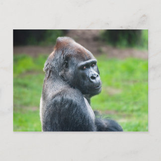 Carte Postale Gorilla des basses terres occidentales
