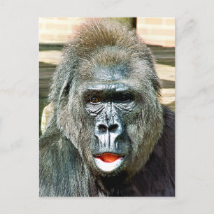CARTE POSTALE GORILLA FRAÎCHE