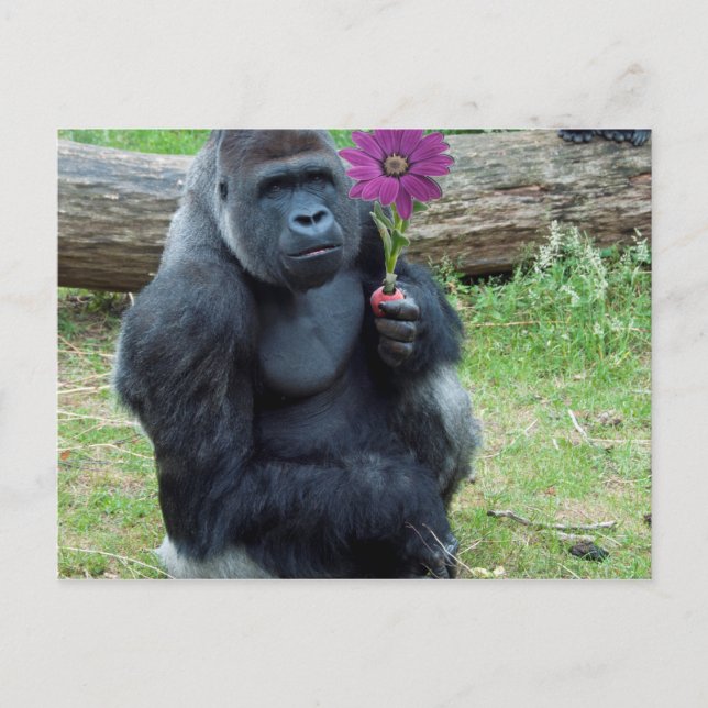 Carte Postale Gorilla Holding Flower (Devant)