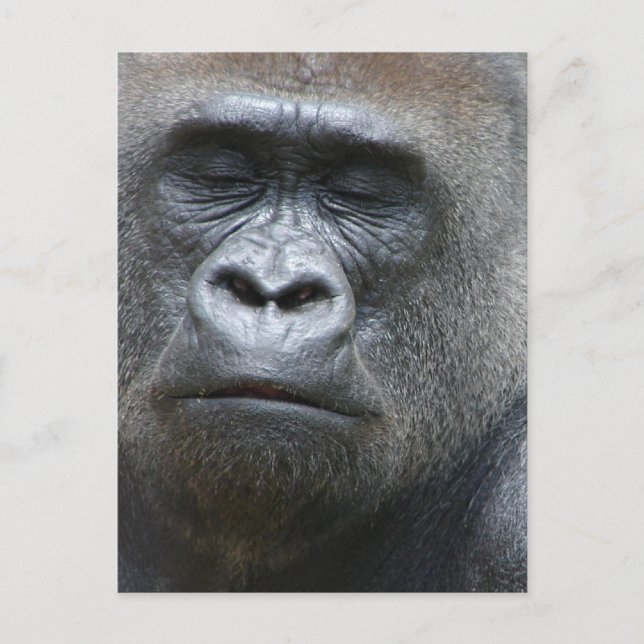 Carte postale Gorilla Look (Devant)