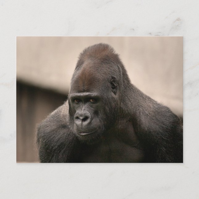 Carte Postale Gorilla Oscar 8645 (Devant)