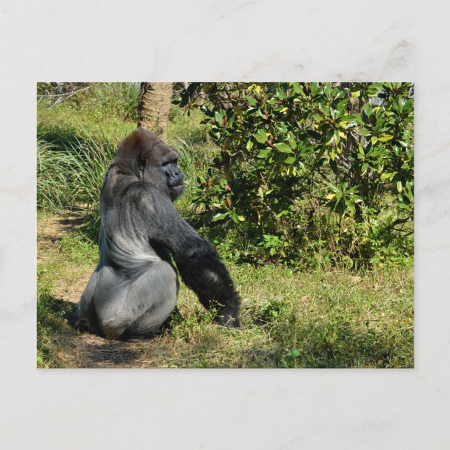 Carte Postale Gorilla Silverback (Devant)