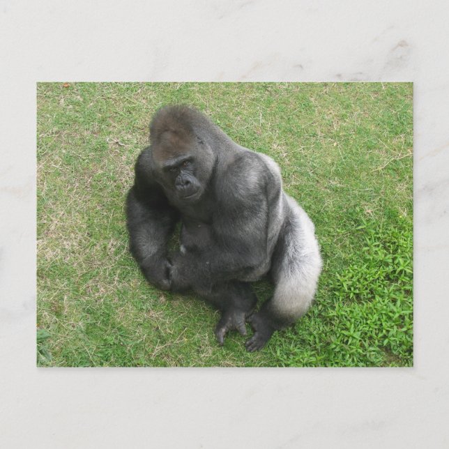 Carte Postale Gorilla Stare (Devant)