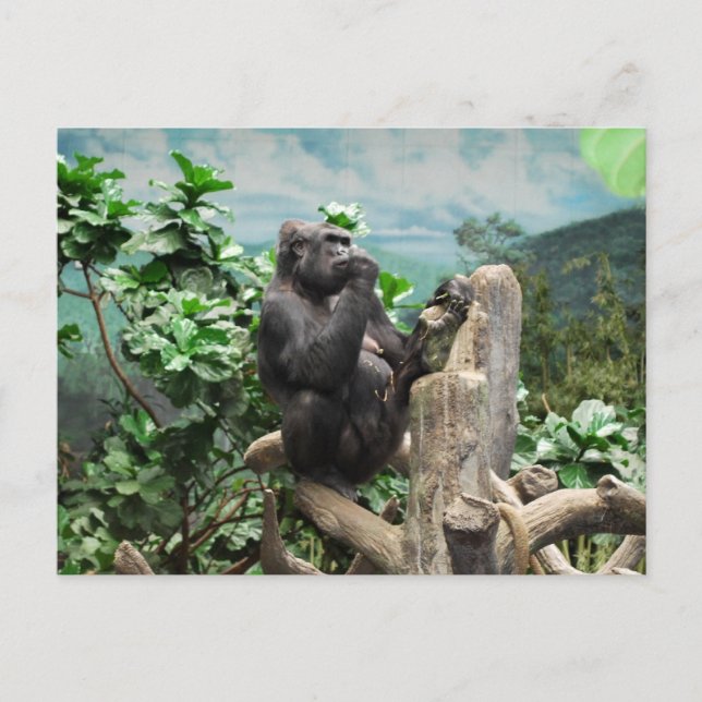 Carte Postale Gorilla Too (Devant)