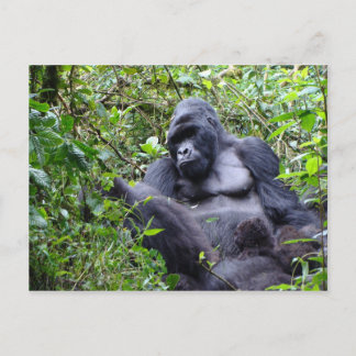 Carte postale Gorillas-Rwanda