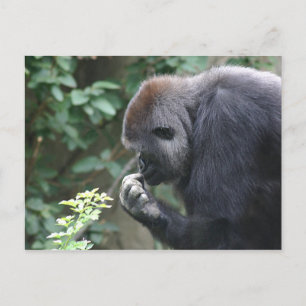 Carte postale gorille