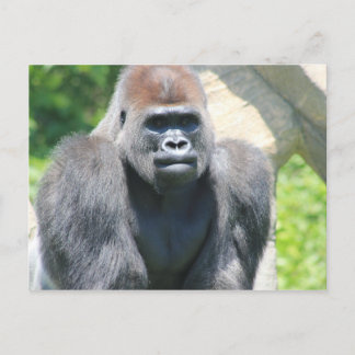 Carte Postale Gorille arrière d'argent