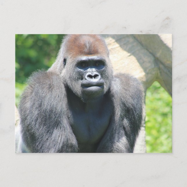 Carte Postale Gorille arrière d'argent (Devant)