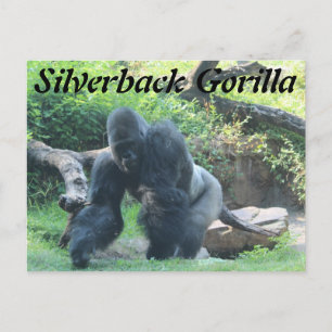 Carte Postale Gorille de Silverback # 3