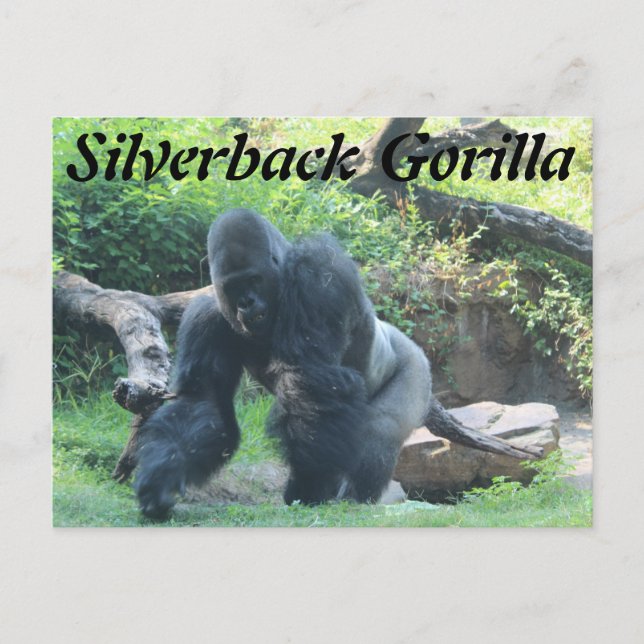 Carte Postale Gorille de Silverback # 3 (Devant)
