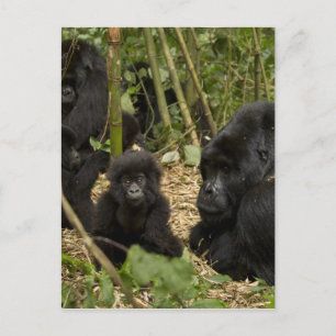 Carte Postale Gorille des montagnes, adulte avec jeune