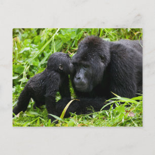 Carte Postale Gorille des montagnes bébé embrasse un gorille dos