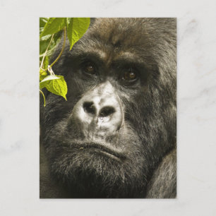 Carte Postale Gorille des montagnes, Gorilla beringei beringei,