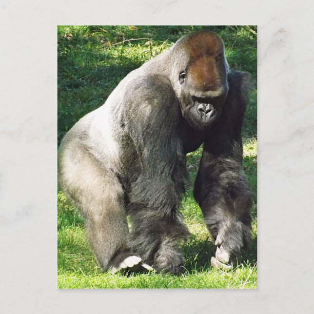 Carte Postale Gorille masculin de plaine de Silverback se levant (Devant)