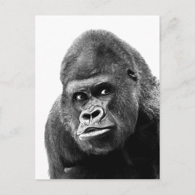 Carte Postale Gorille noire blanche (Devant)