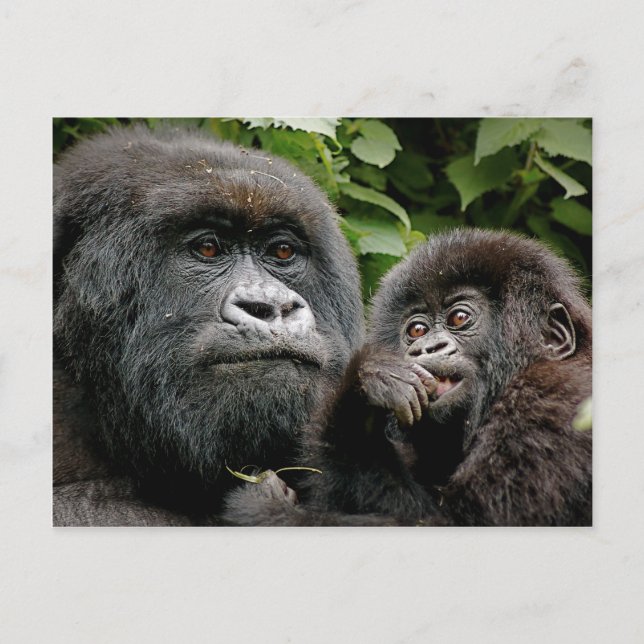 Carte Postale Gorille ougandais de mère et de bébé (Devant)